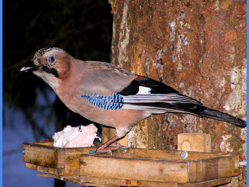 ציפור עורבני קטנה גודלו של ציפור העורבני
