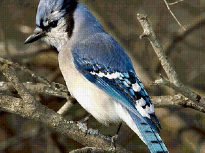 צביעת ציפור עורבי צביעת ציפור עורבי