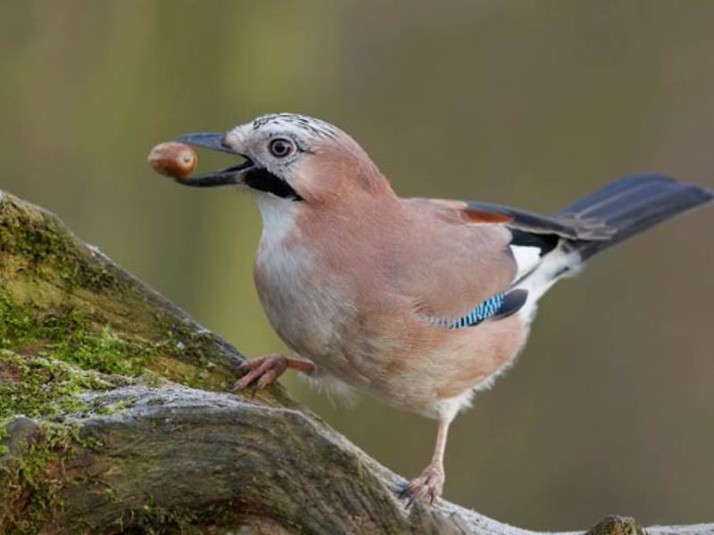 היכן גר העורבני? בית הגידול של העורבני