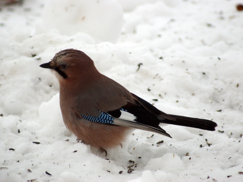 אורח חייו של ציפור העורבנית איך עורבניים ניזונים?
