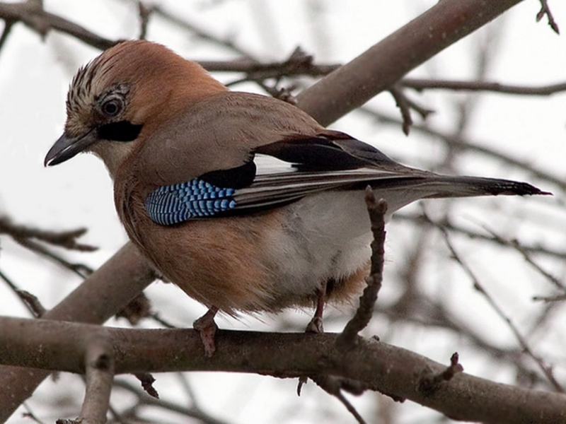 עורבני קווקזי עורבני קווקזי