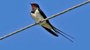 הכל על סנוניות