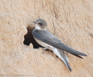 איך סנוניות חיות?