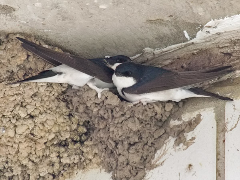 בית גידול של סנוניות