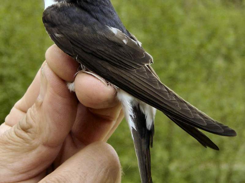 תיאור ציפור הסנונית
