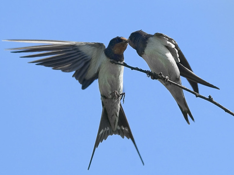 מה אוכלת סנונית?