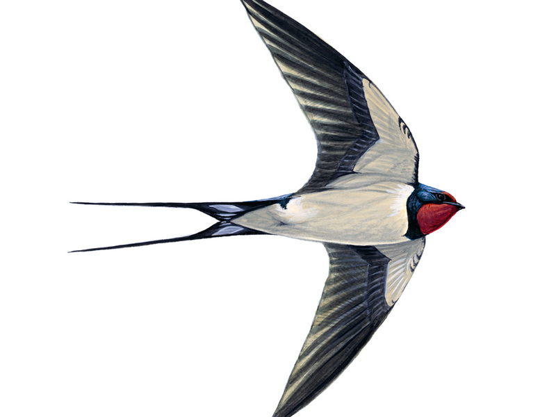 היכן גרה הסנונית?