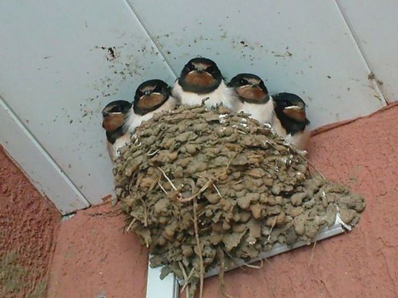 מעוף הסנונית