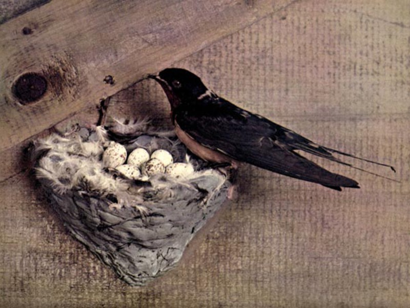 בית גידול של סנוניות