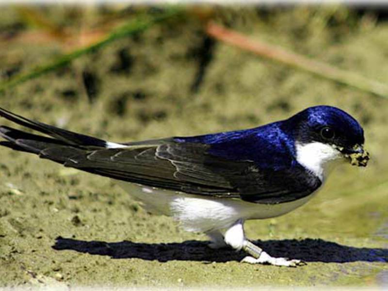 מה אוכלת סנונית?