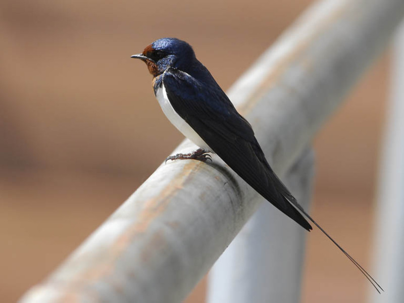 מהם הרגלי הסנוניות?