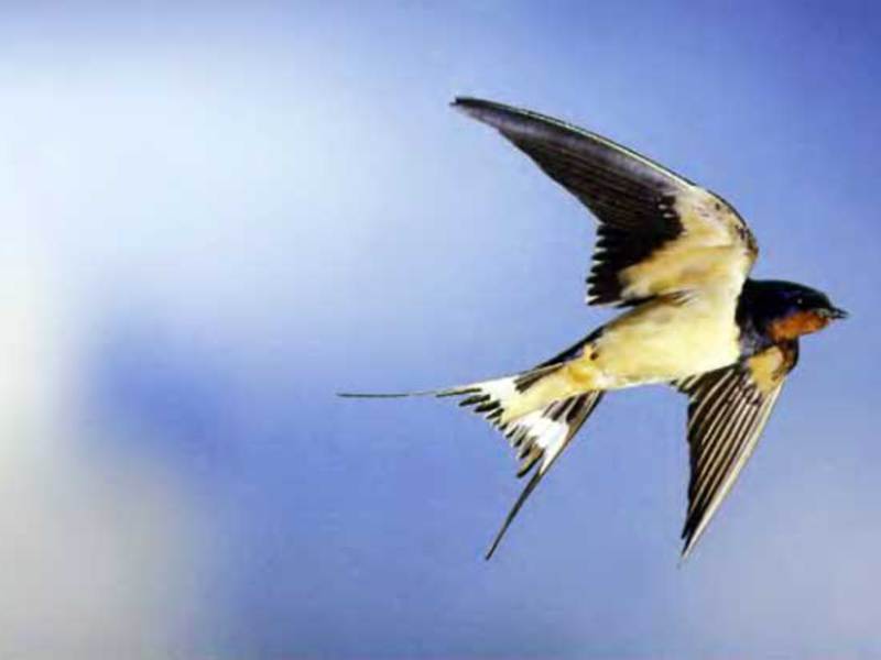 סנוניות אסם