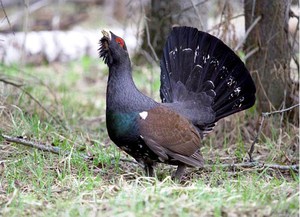 היכן חיה התרנגולת השחורה וכיצד היא חיה: מידע שימושי