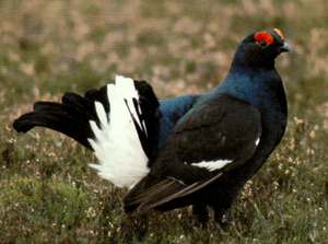 בית גידול של התרנגול השחור היכן חיה התרנגולת השחורה?