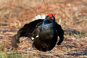 בתי גידול של התרנגול השחור איך תרנגול שחור ניזון?
