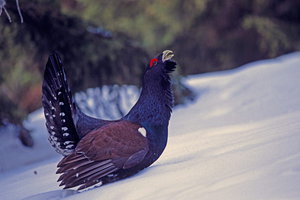מראה ותיאור מאפיינים חיצוניים של התרנגול השחור