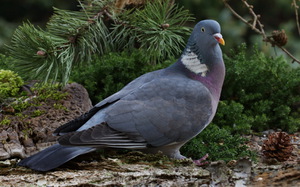 מאפייני יונים כיצד יונים מתרבות?