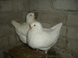 מאפייני יונים