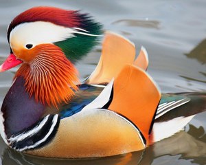 ציפור ברווז מנדרינה יפהפייה