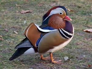 התנהגות ברווז מנדרין ברווז מנדרין במראה