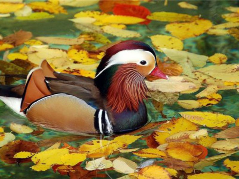 ברווז מנדרין ברווז מנדרין יפהפה