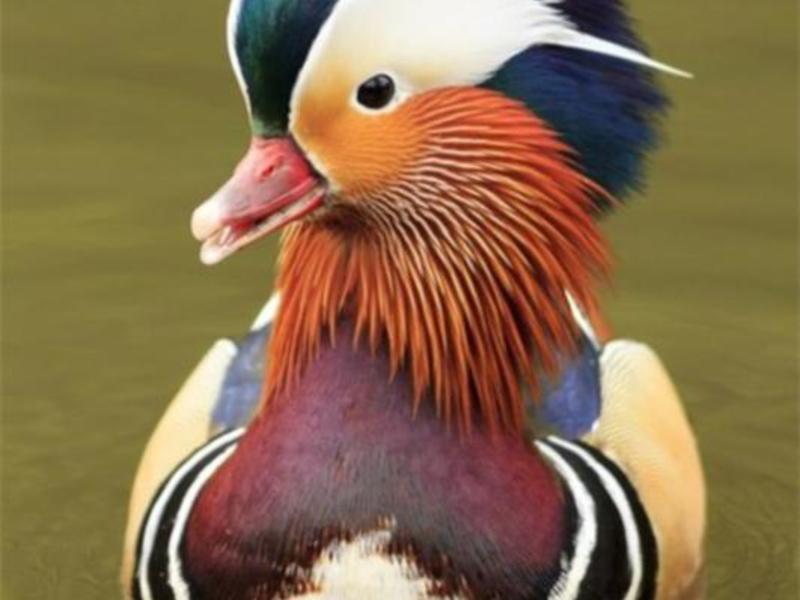 גזע ברווזים סגנון החיים של ברווז המנדרין