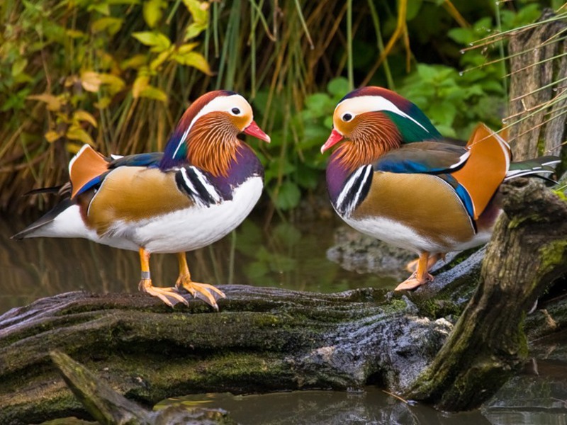 גידול ברווזי מנדרין ציפור ברווז מנדרינה יפהפייה