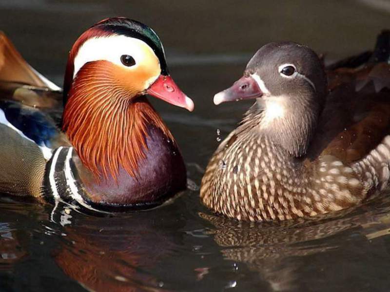 ברווז מנדרין מה אוכל ברווז מנדרין?