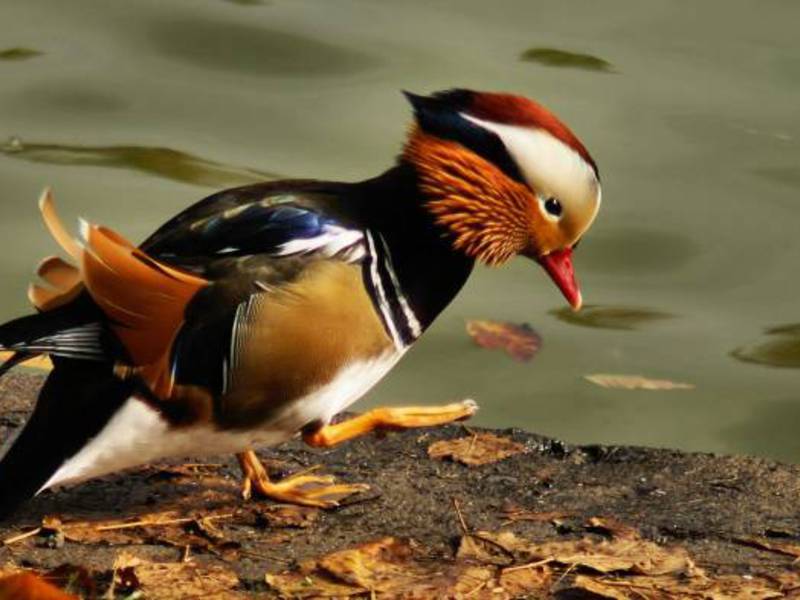 מראה של ברווזי מנדרין גזעי ברווזים מתוארים