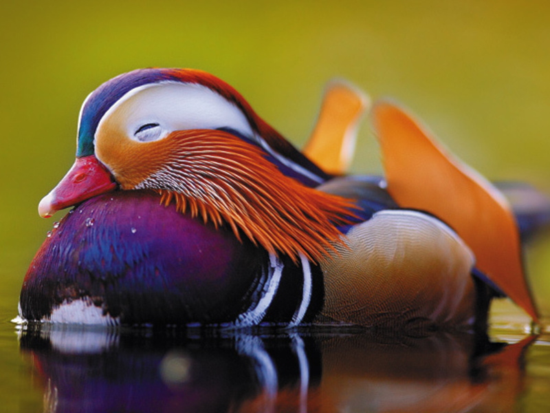 ברווז מנדרין במים מה אוכל ברווז מנדרין?