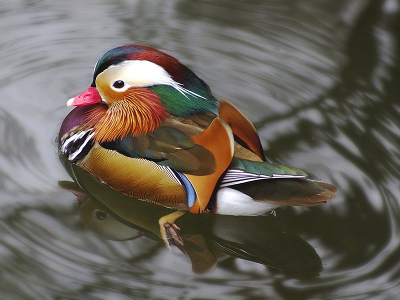 ברווז מנדרין איך חי ברווז המנדרינה?