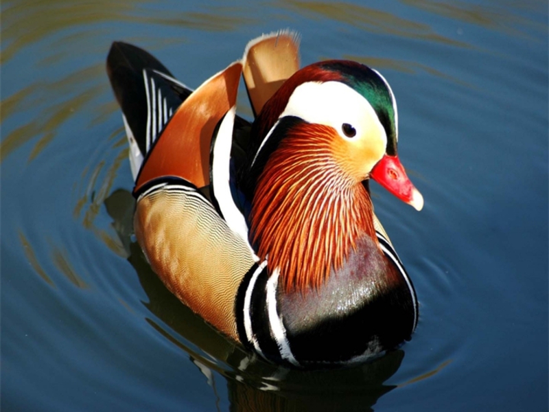 היכן חי ברווז המנדרין? גזע ברווז מנדרין