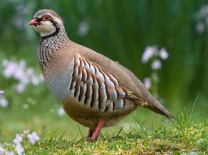 איך נראית חוגלה?