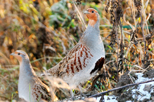 חוגלה אפורה