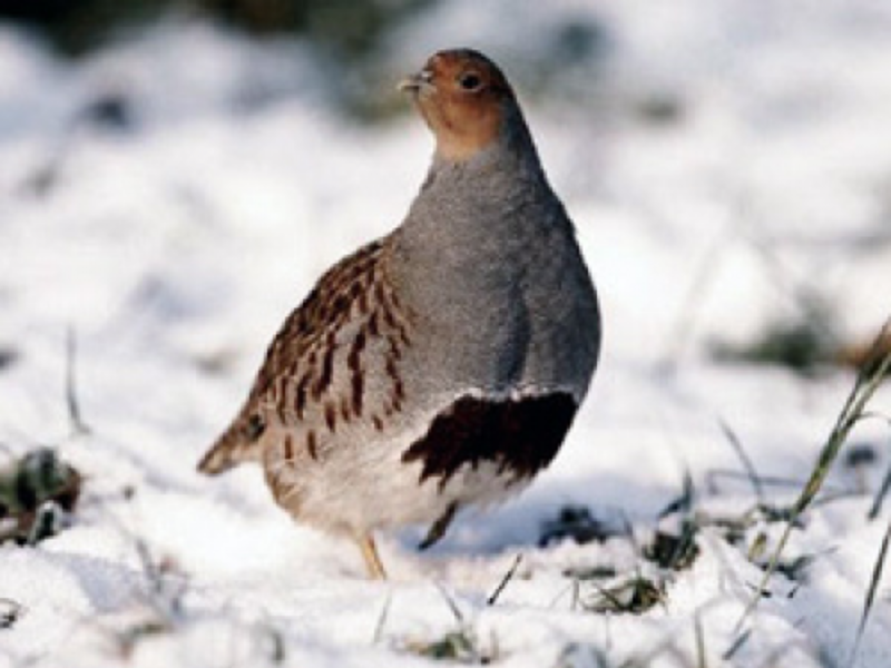 איך נראית חוגלה?