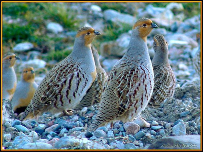 הרגלי החוגלה