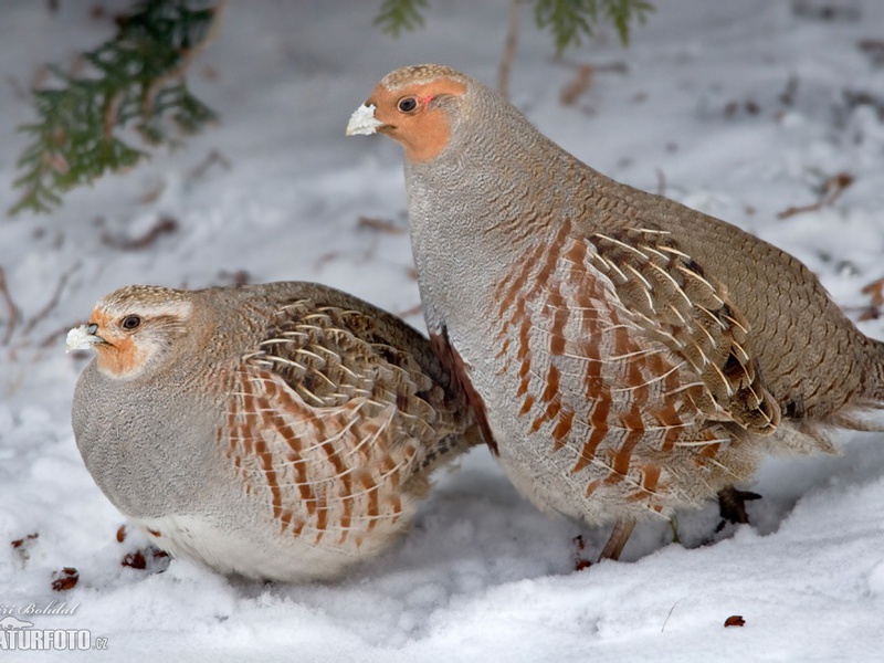 תיאור ציפור החוגלה