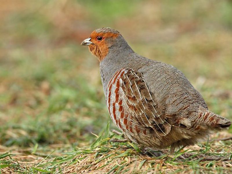 חוגלה אפורה