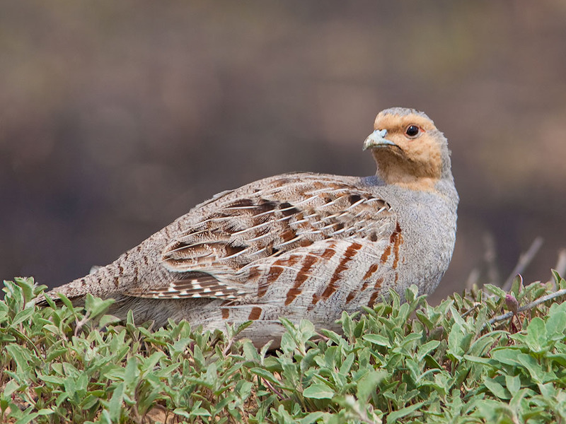 צבע וסוג נוצות חוגלות