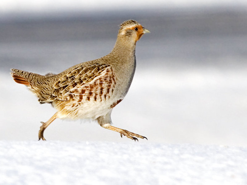 נתונים חיצוניים של החוגלה