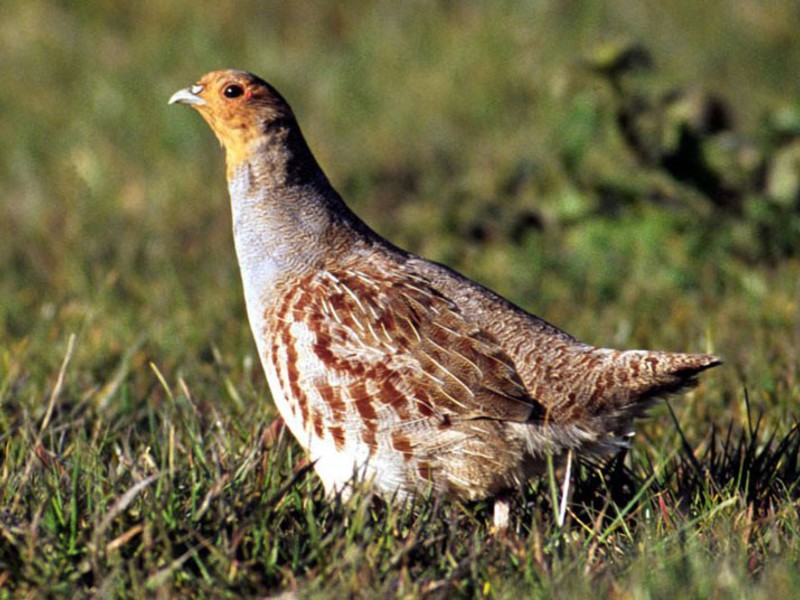 רבייה של חוגלות