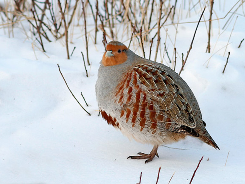להקה של חוגלות