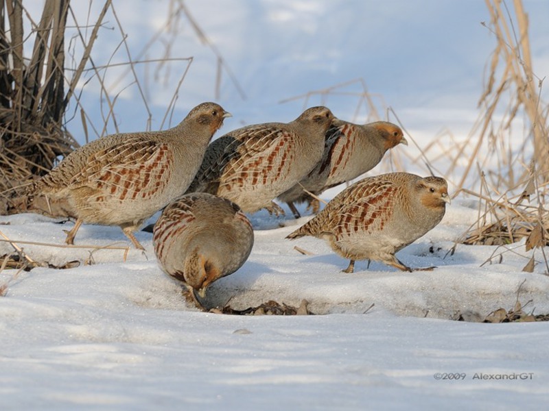 איך לצוד חוגלות