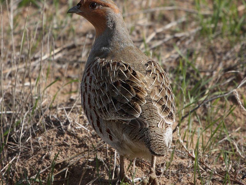 תזונת חוגלות