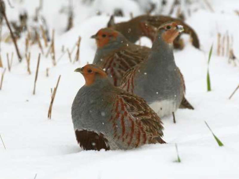 תיאור החוגלה