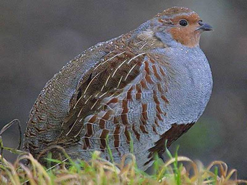 דוגמה לחוגלות אפורות