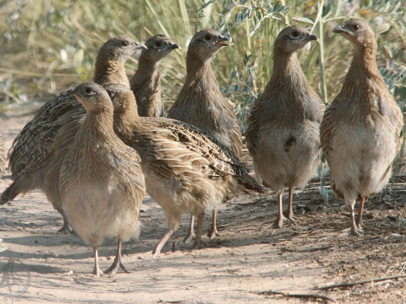 חוגלה אפורה