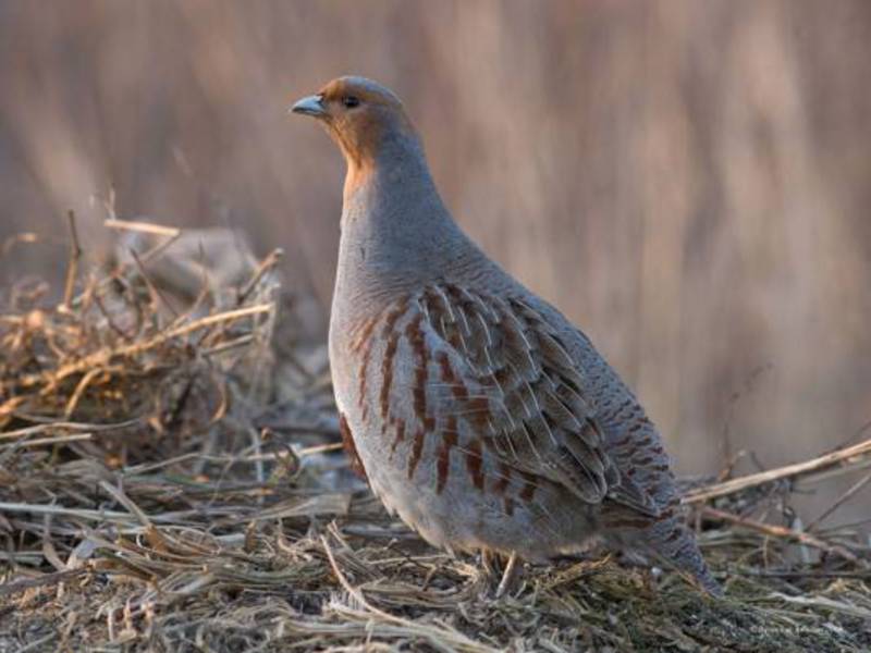 איך חוגלה בוקעת אפרוחים