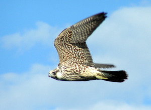 תיאור של סאקר פלקון