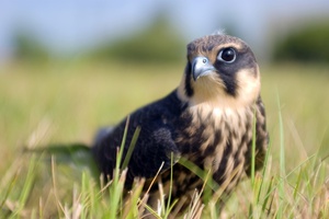 רבייה של ציפור הצ'נגלוק כיצד הבז מתרבה?